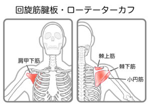 ローテーターカフ